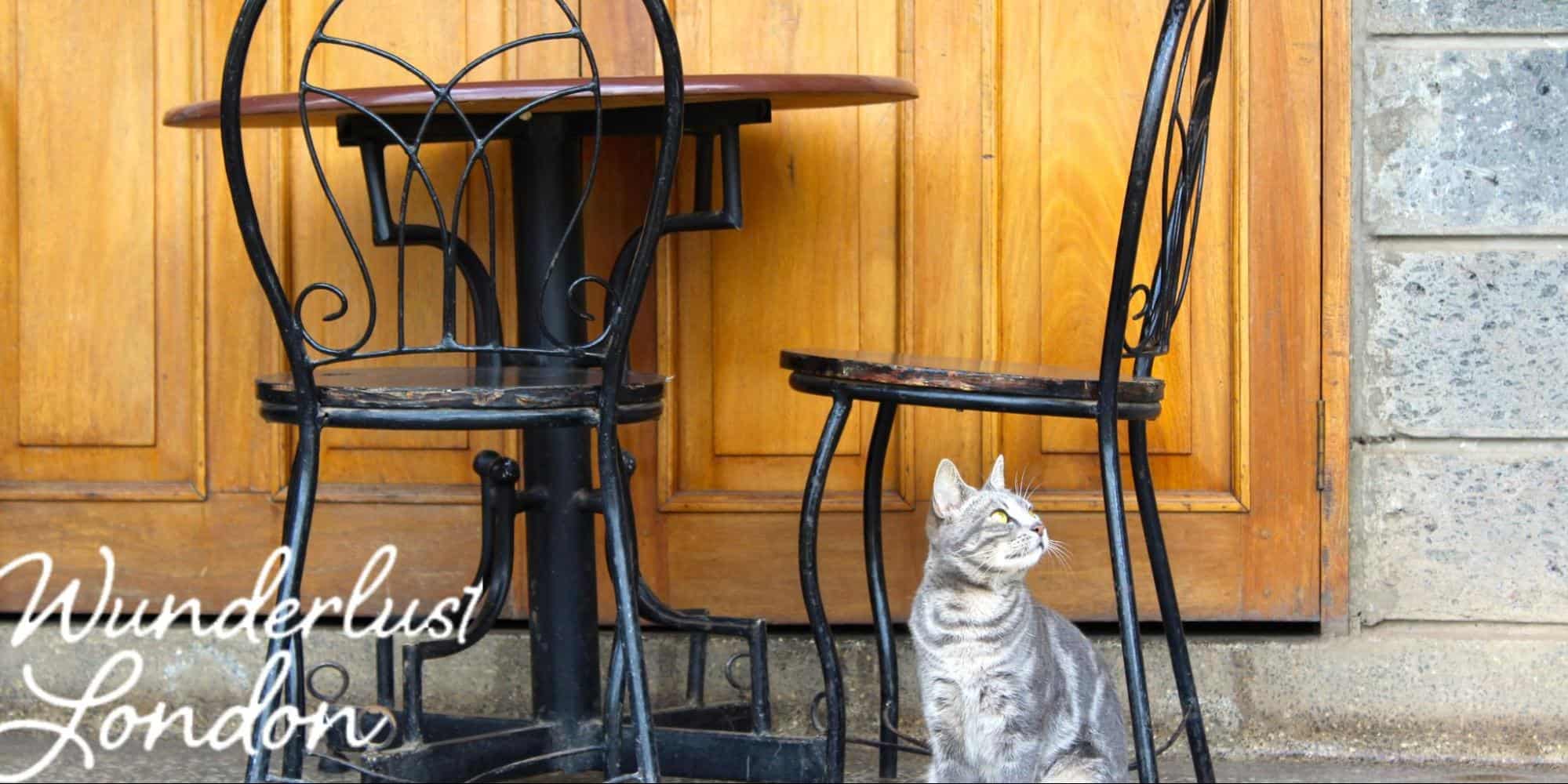 The Five Best Cat Cafes From Around the World — The Neighbor's Cat