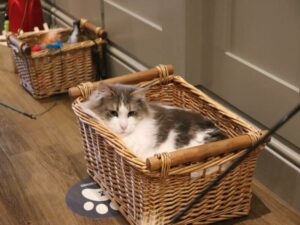 Whiskers & Cream