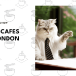 best-cat-cafes-london-banner