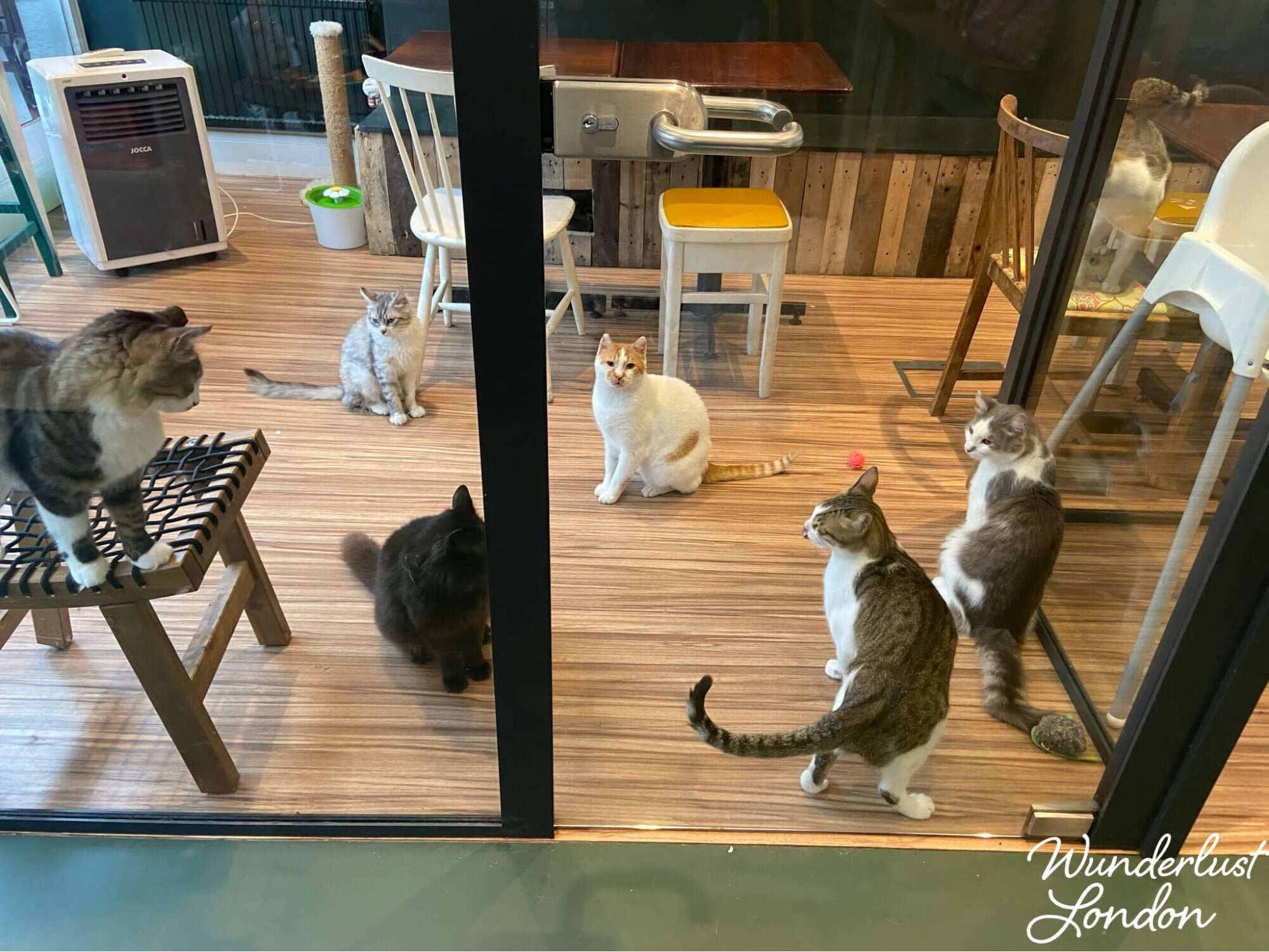 12 Best Cat Cafes in the US for Kitty Cuddles and Coffee