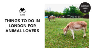 things-to-do-for-animal-lovers-london