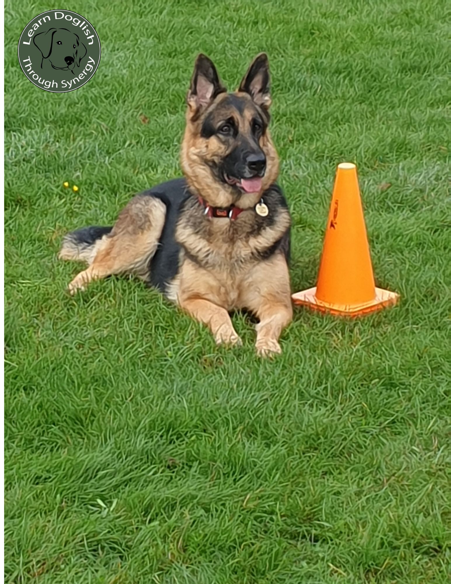 Learn Doglish logo