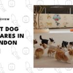 best-dog-daycares-london-banner