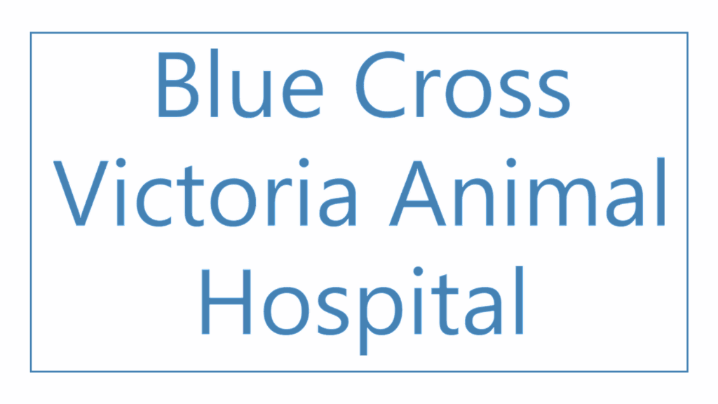 blue-cross-victoria-animal-hospital